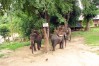 Ban Don Village, Buon Me Thuot City, Buon Me Thuot Highlight