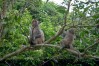 Ben En National Park, Thanh Hoa, Thanh Hoa Province