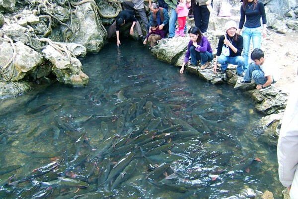 Cam Luong Fish Spring, Thanh Hoa, Thanh Hoa City
