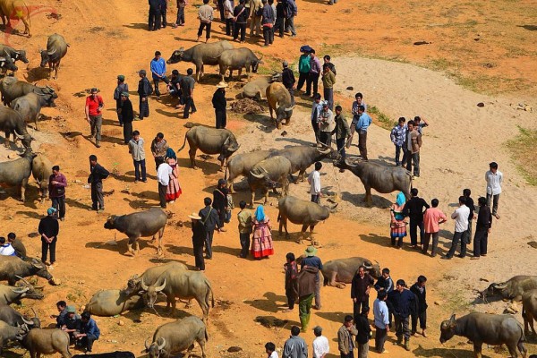 Can Cau Market, Can Cau Market in Sapa, Sapa Travel Guide