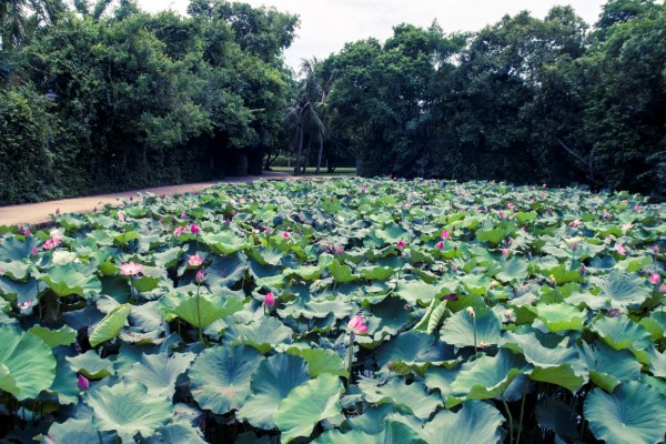 Sen Village, Vinh, Nghe An, Cua Lo Beach