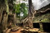 Ta ProhmTemple, Siem Reap