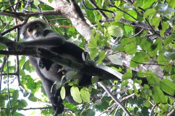Nam Cat Tien national park