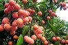 litchi, Hai Duong, Hai Duong Travel