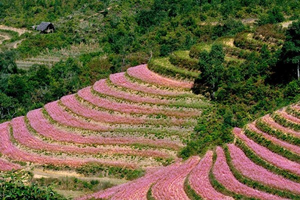 Hoang Su Phi, Ha Giang Travel Guide, plan trip to vietnam, Customized tour Vietnam and Cambodia, Private tour Vietnam and Cambodia