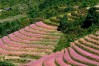 Hoang Su Phi, Ha Giang Travel Guide, plan trip to vietnam, Customized tour Vietnam and Cambodia, Private tour Vietnam and Cambodia