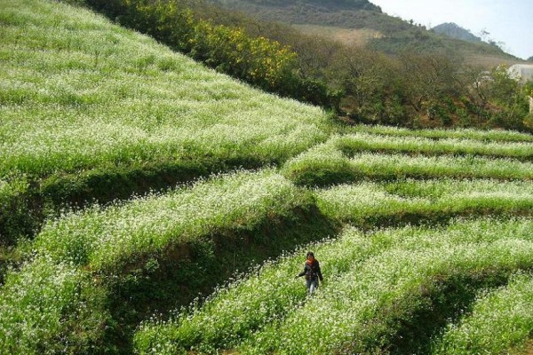 Moc Chau, Moc Chau Tour, Moc Chau in Son La, Vietnam tour, Vietnam holiday, travel