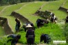 ta van village, sapa, sapa tour, tour sapa, cheap sapa tour