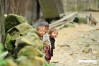 sapa tour, tour sapa, sapa travel agent