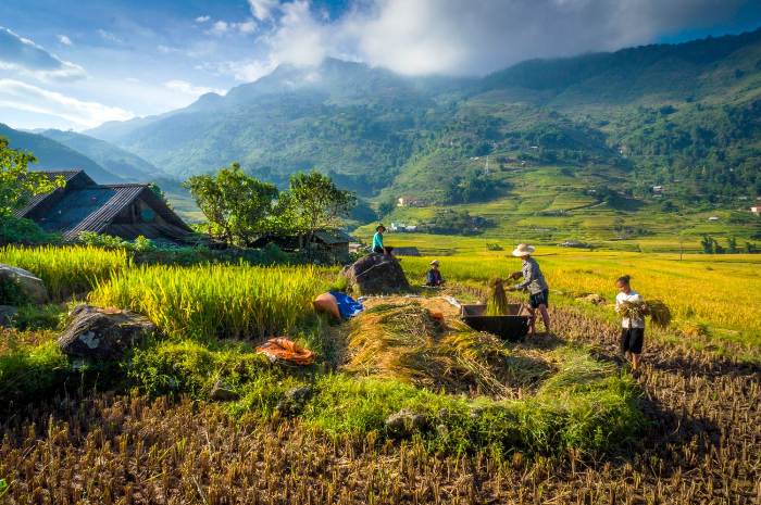 Golden season - Rice harvest in Vietnam