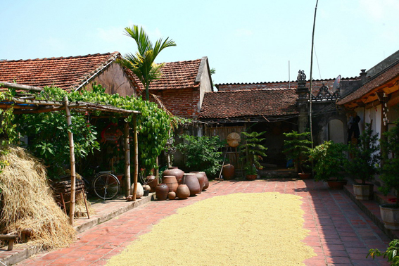 Duong Lam in the harvest