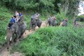 Elephant Ride, tour, trip, holiday, vacation
