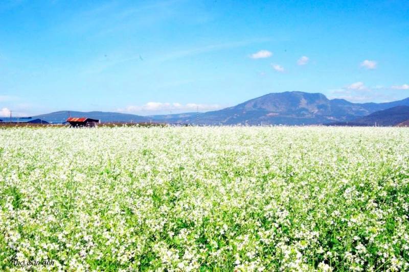 White mustard flower is planted in Tu Tra- Dong Duong area, 25 km from Da Lat city center