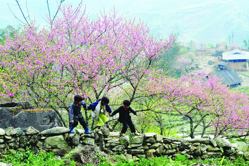 Children in Lac village, Mai Chau play with peach blossom