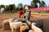 Ban Sao Nak , Lampang, Bangkok, Thailand