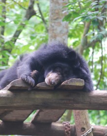 Bear Sanctuary