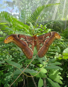 Butterfly Farm, Chiang Mai, Thailand