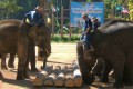 Lampang Elephant Conservation Center, Lampang, Thailand