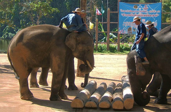 Lampang Elephant Conservation Center, Lampang, Thailand