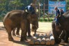 Lampang Elephant Conservation Center, Lampang, Thailand