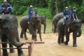 Lampang Elephant Conservation Center, Lampang, Thailand