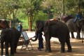 Lampang Elephant Conservation Center