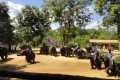 Lampang Elephant Conservation Center, Lampang, Thailand