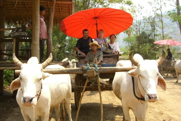 Ox Cart Ride