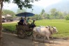 Ox cart ride, Chiang Mai, Thailand