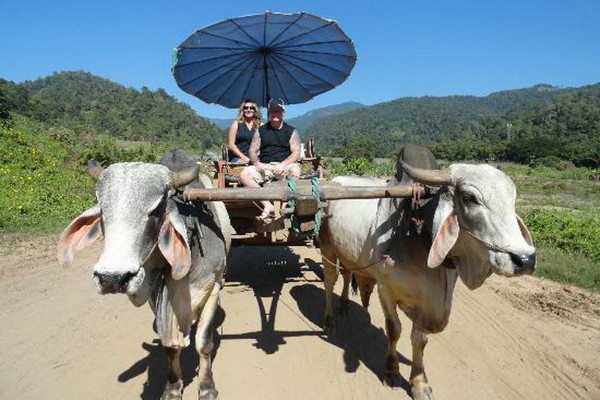 Ox cart ride, Chiang Mai, Thailand