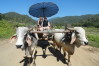Ox cart ride, Chiang Mai, Thailand