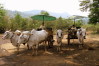 Ox cart ride, Chiang Mai, Thailand