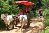 Ox cart ride, Chiang Mai, Thailand