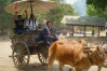 Ox cart ride, Chiang Mai, Thailand