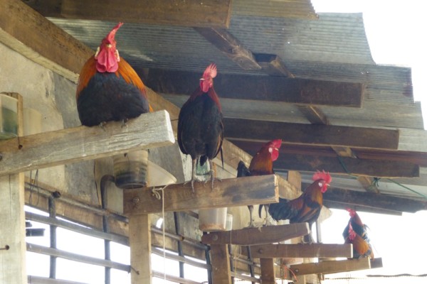 Roosters, Meo Hill Tribe Village, Chiang Mai, Thailand