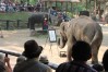 Chiang Dao Elephant Camp, Chiang Mai, Thailand