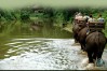 Chiang Dao Elephant Camp, Thailand, Chiang Mai