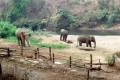 Chiang Dao Elephant Training Center