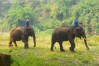 Chiang Dao Elephant Training Center
