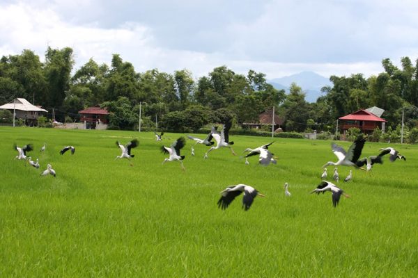 Muong Thanh Valley, Dien Bien, Vietnam