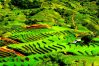 Muong Thanh Valley, Dien Bien, Vietnam
