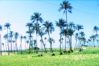 Quang Ngai, Travel Guide, Vietnam