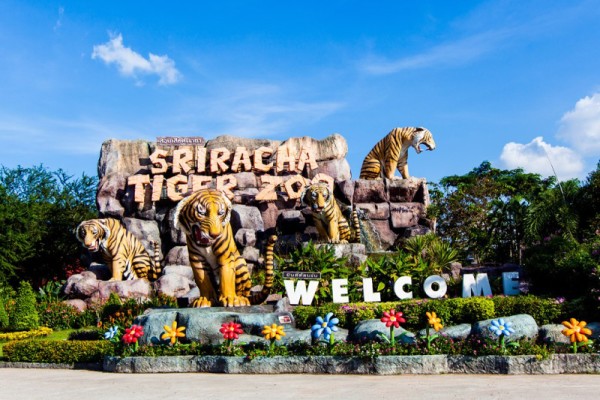 Sriracha Tiger Zoo , Pattaya, Thailand