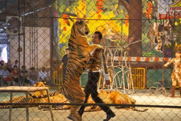 Sriracha Tiger Zoo , Pattaya, Thailand