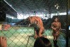 Sriracha Tiger Zoo , Pattaya, Thailand