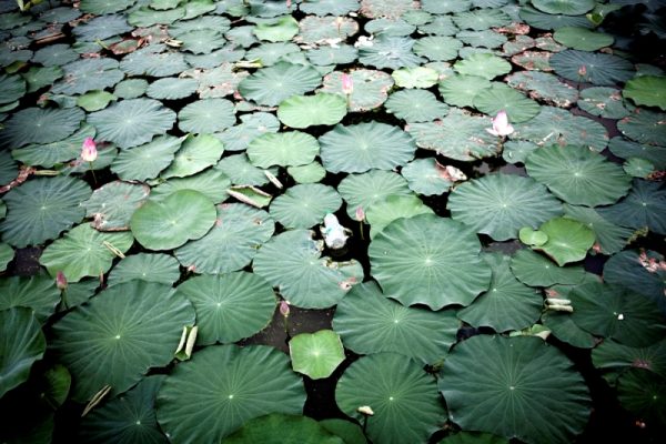 Shwedagon Paya View from Royal Lake(Kandawgyi lake).