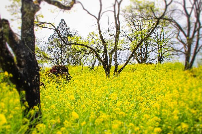 The field of yellow canola flowers along Duong River-Gia Lam-Hanoi