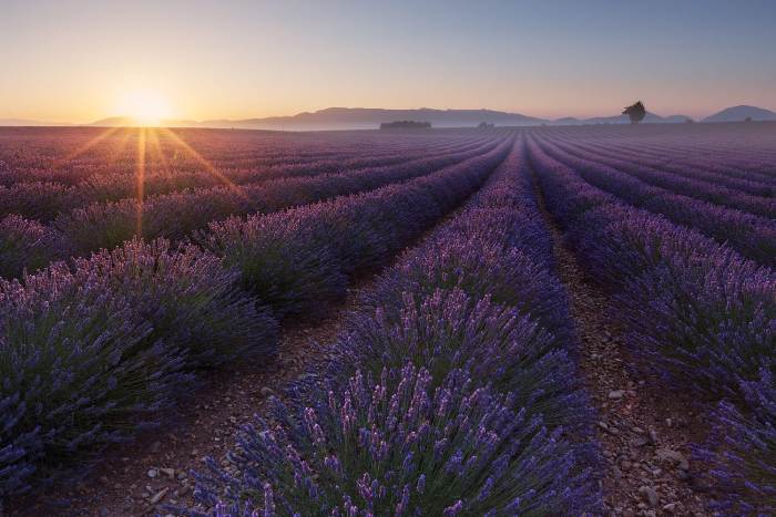 Get lost in the fairy land- the lavender field in Da Lat