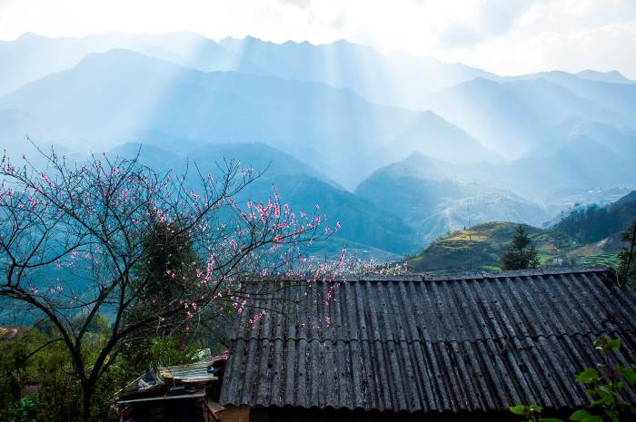 Plum blossom and peach blossom in Sapa-the land of fog